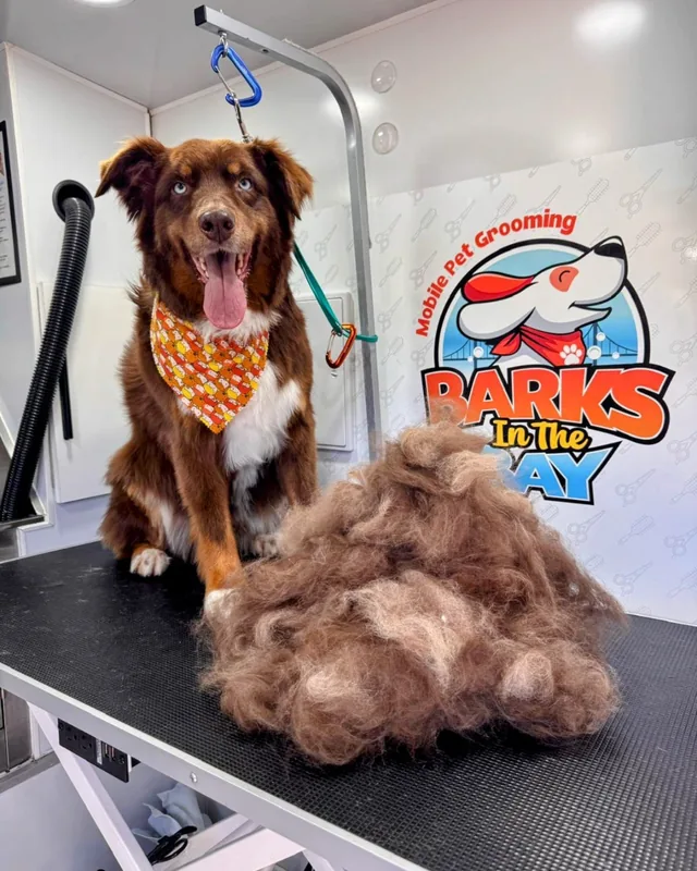 Golden Retriever deshedding result — undercoat removed