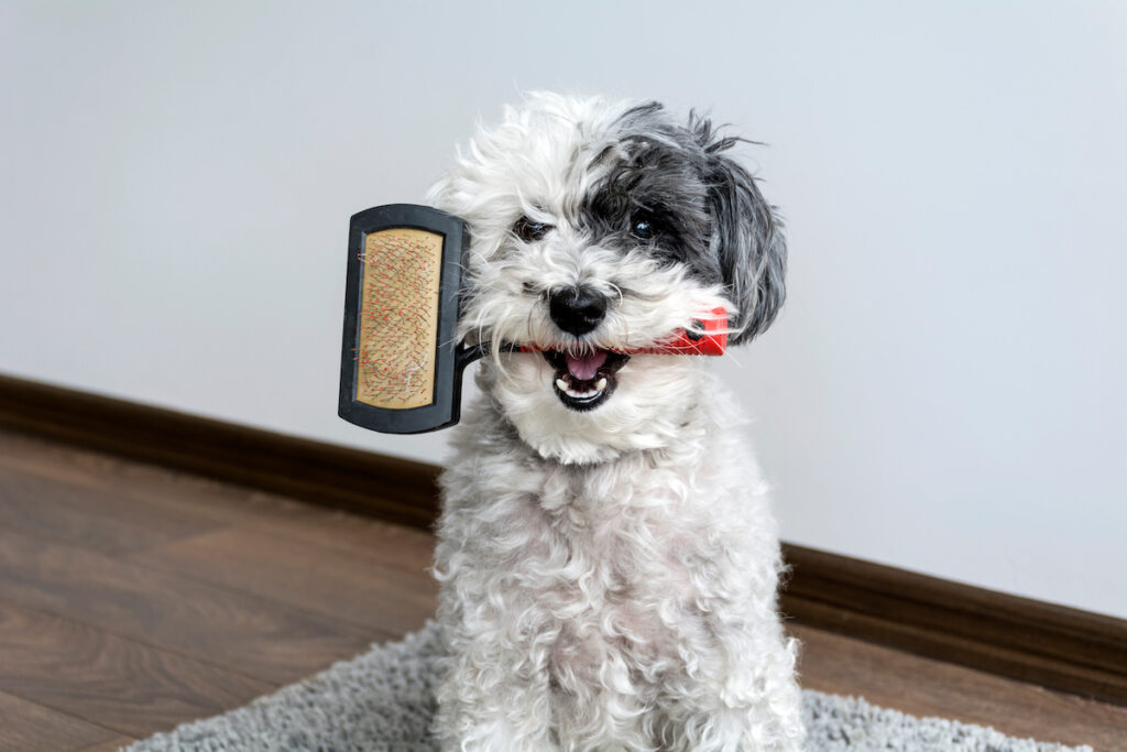 matted-hair-maltipoo-doodle-mix