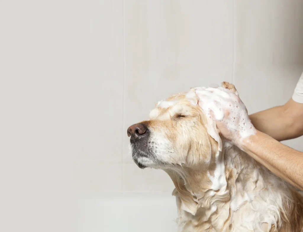 how to groom a Labrador and bath