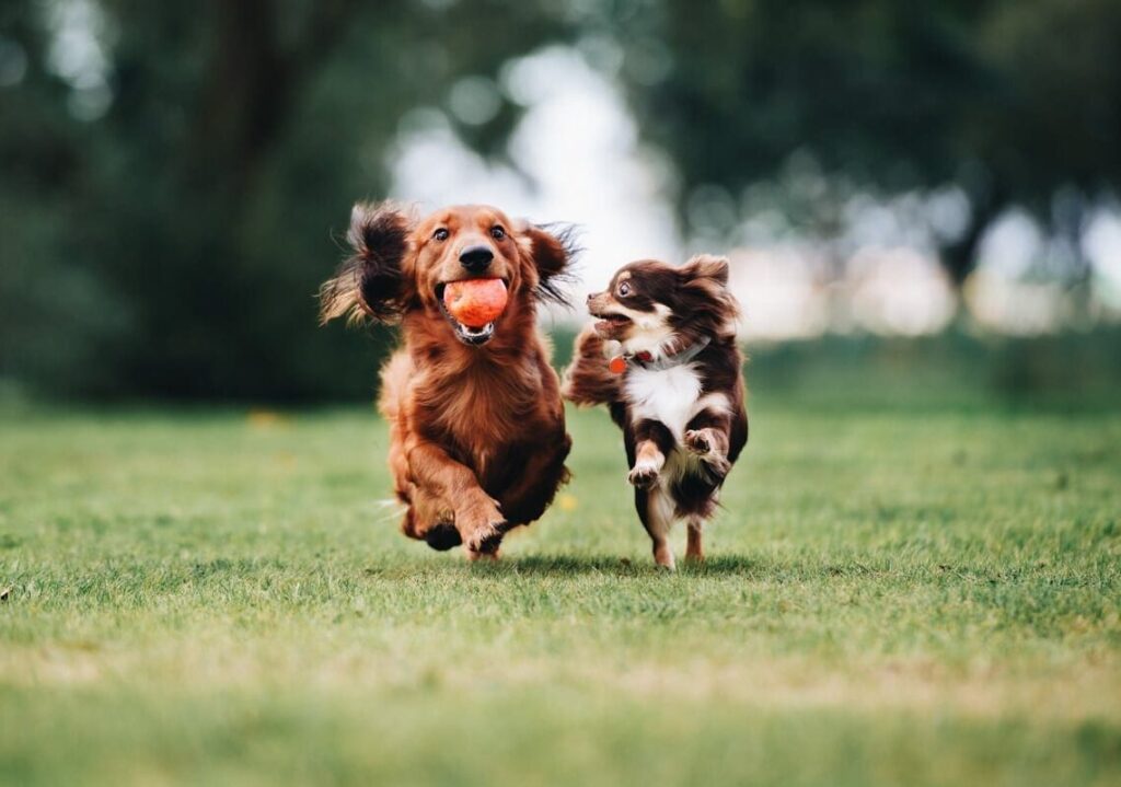 Socialization tips for Dogs in Bay Area California