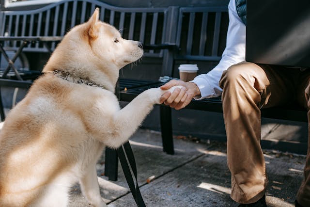 new-dog-owner-bayarea