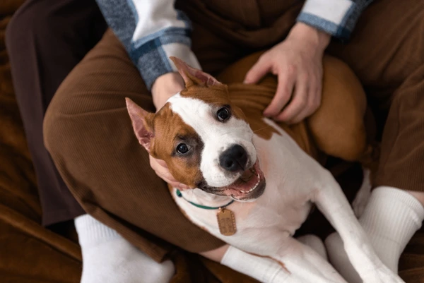 new-dog-owner-guide