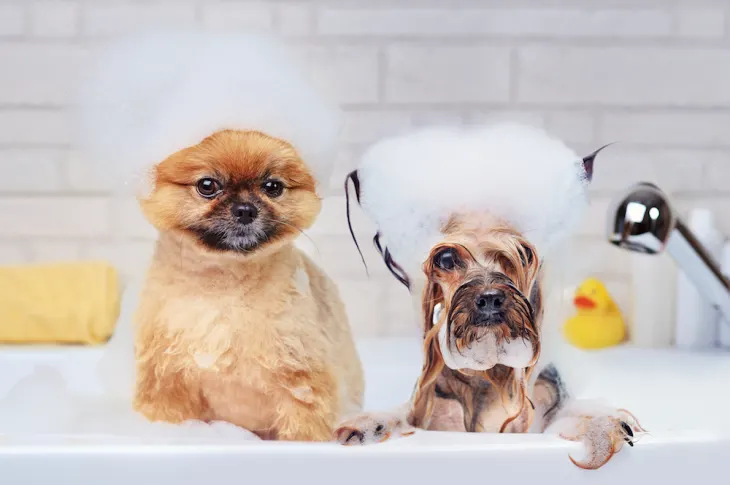 how-to-bathe-your-dog