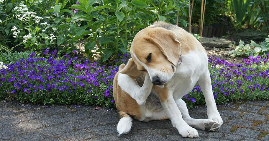 dog-flea-prevention-tips