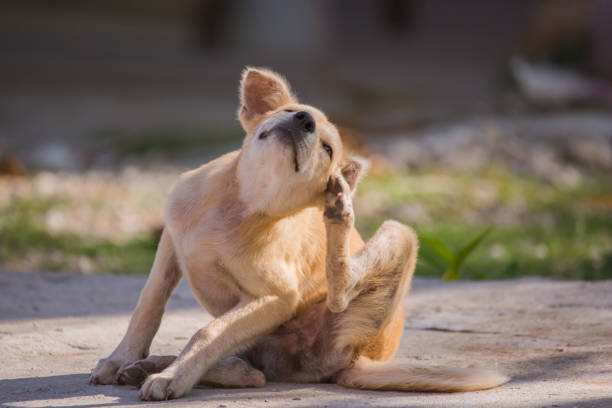 how-to-get-rid-of-fleas