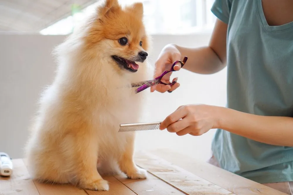 puppy-grooming
