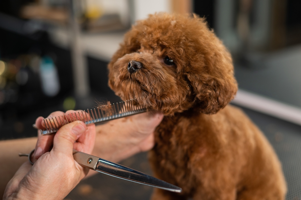 mobile dog grooming dog haircut