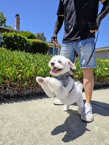 mobile dog grooming fremont havanese