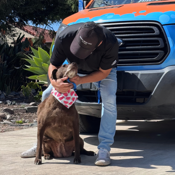 mobile dog grooming in bay area 2