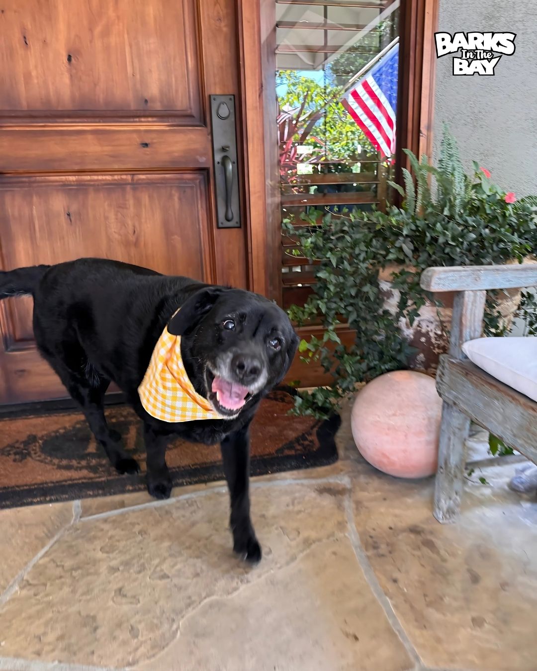 mobile dog grooming deshedding in fremont