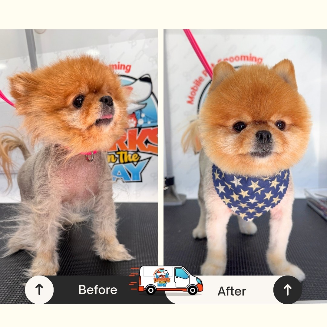 MOBILE dog grooming in san jose