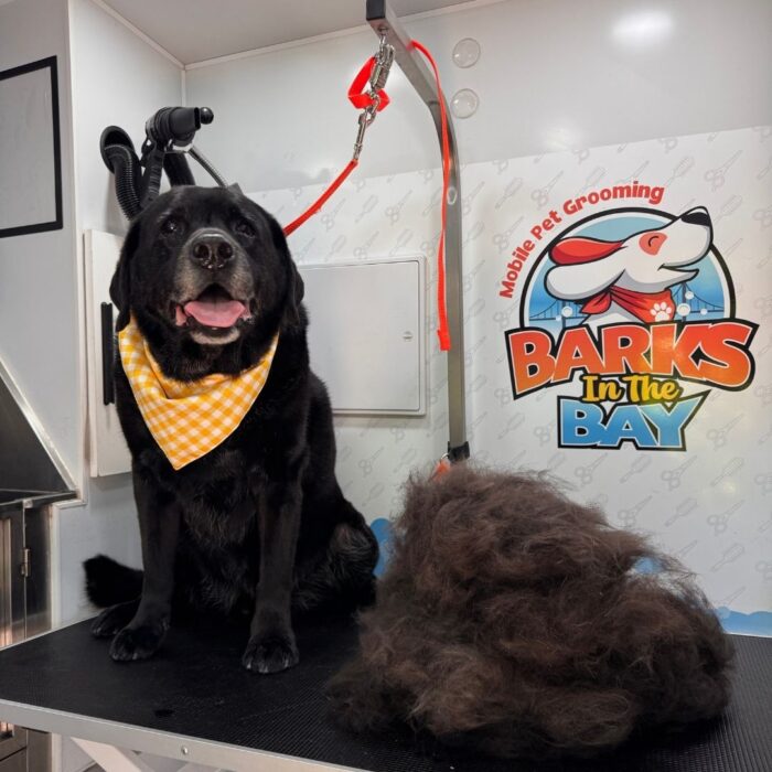 mobile dog grooming deshedding in fremont