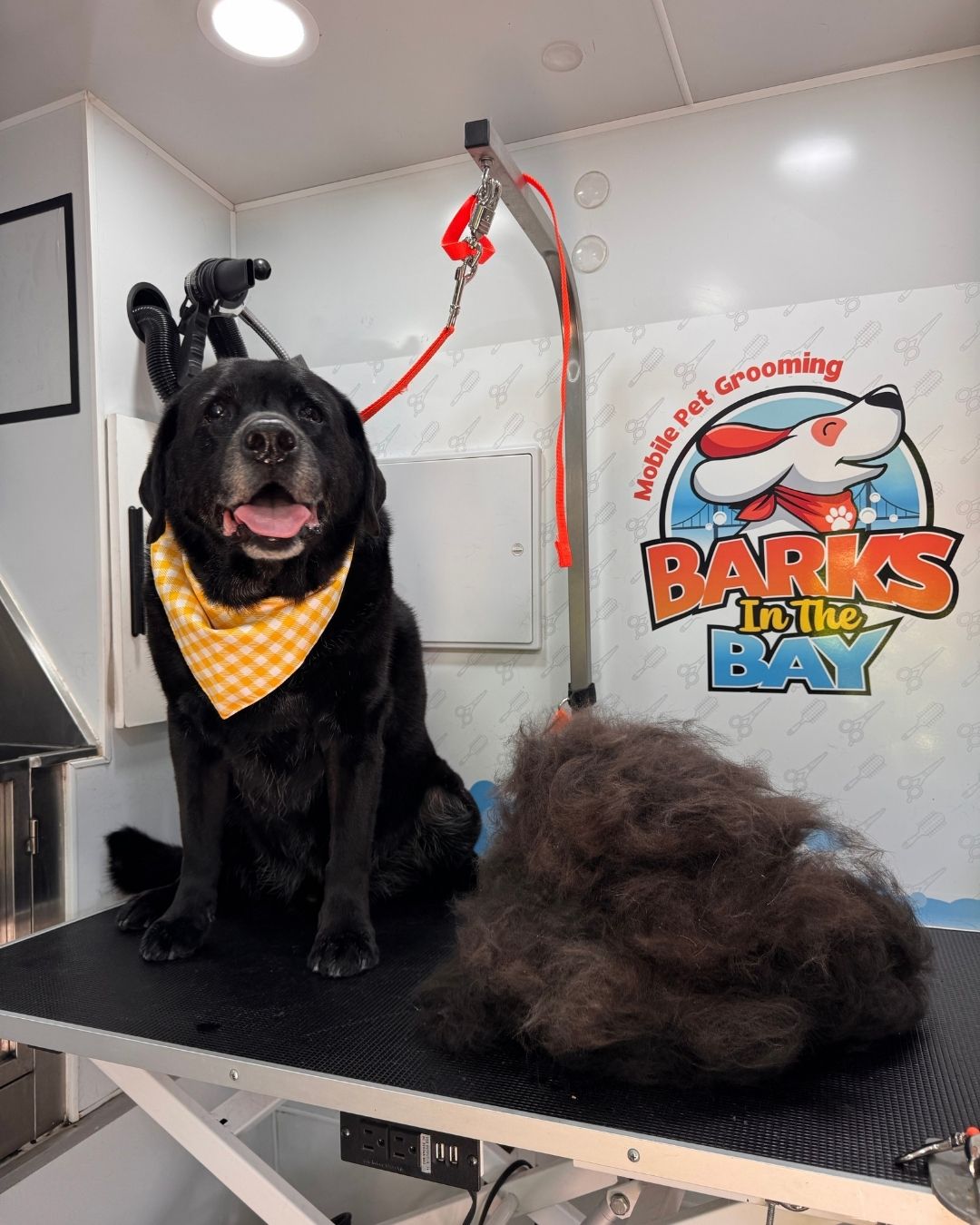 mobile dog grooming deshedding in fremont