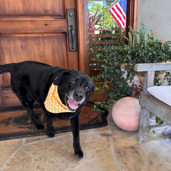 mobile dog grooming deshedding in fremont