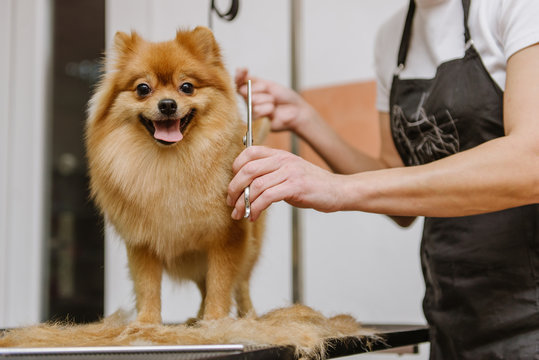 Dog Grooming in Campbell