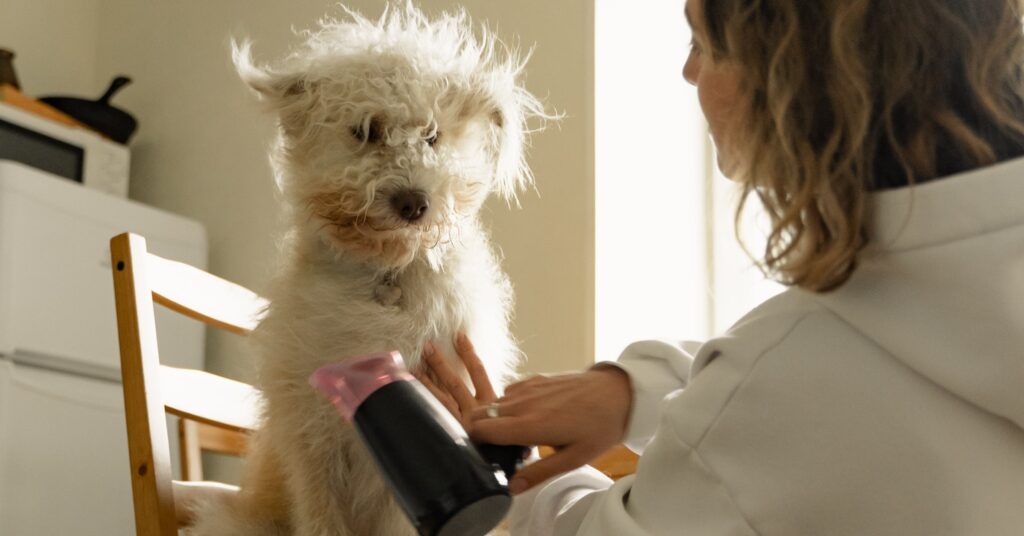 Dog Grooming in Castro Valley, CA