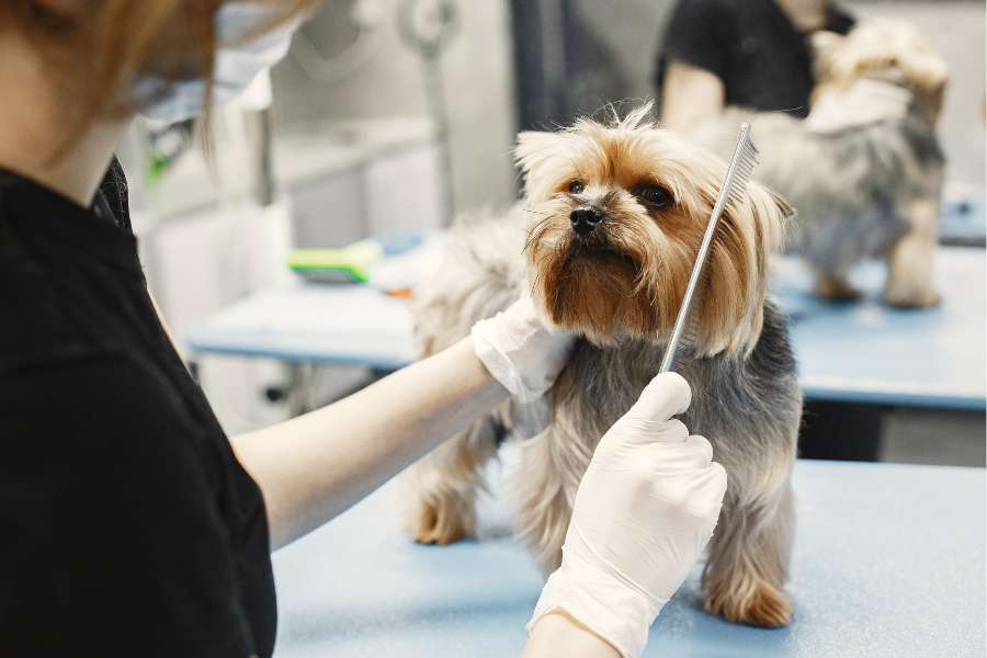 Dog Haircut Services