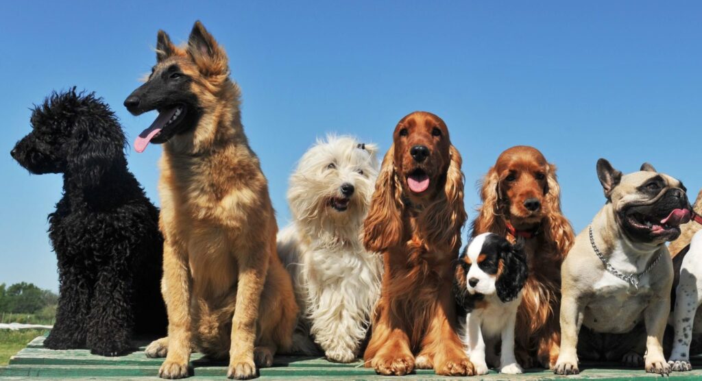 Grooming for All Dog Breeds and Sizes
