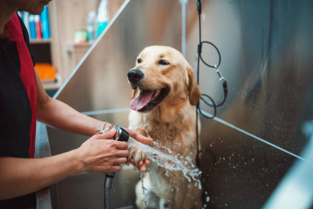 Labrador Grooming services