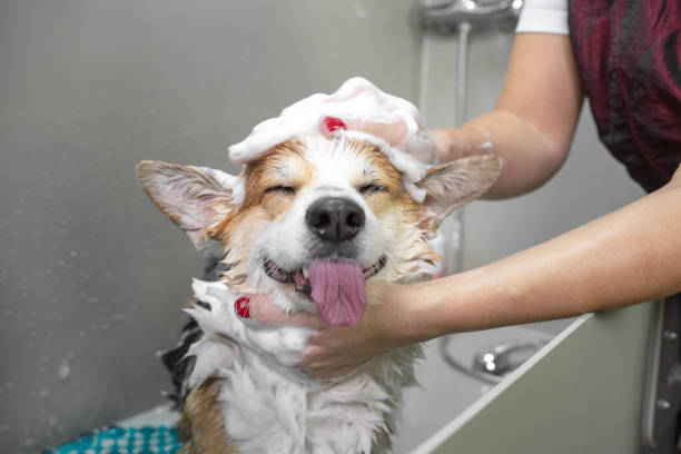 Mobile Dog Bath Service