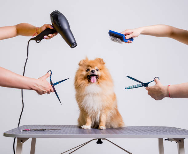 Professional Dog Grooming Services in Fremont, CA
