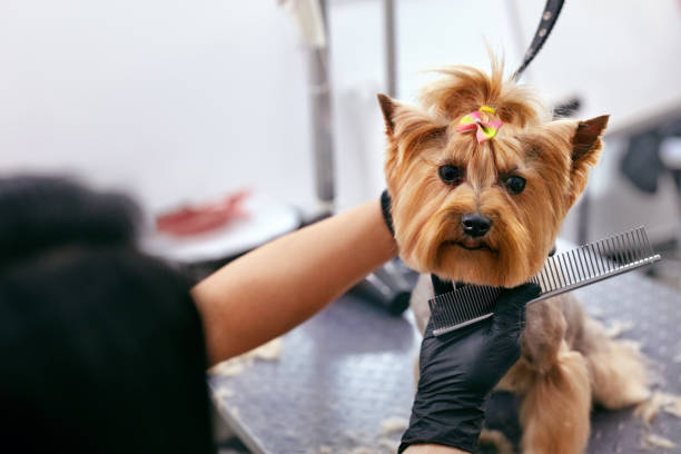Professional Dog Grooming Services in Fremont.CA