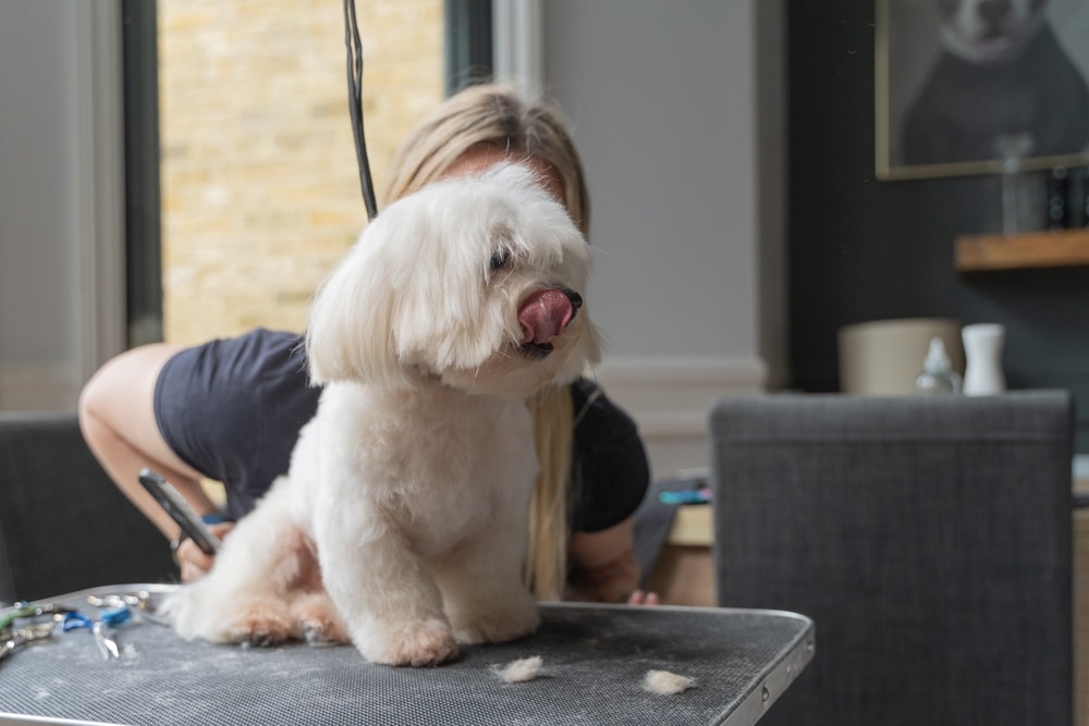 mobile-dog-grooming-campbell-ca