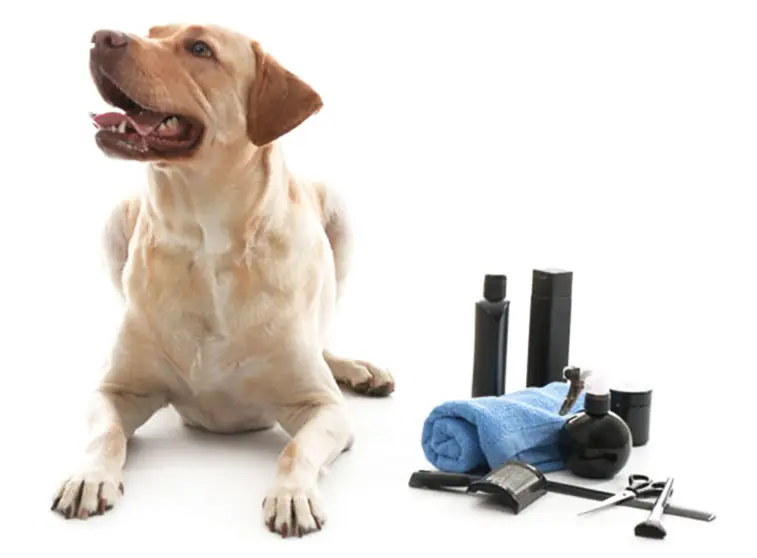 labrador-grooming-services