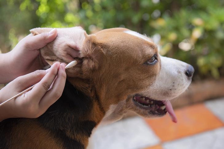 mobile-ear-cleaning-dogs
