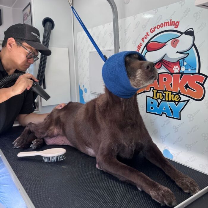 mobile grooming labrador castro valley