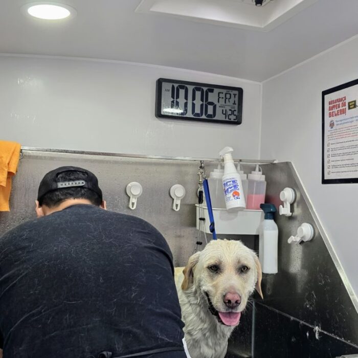 mobile grooming labrador fremont (2)