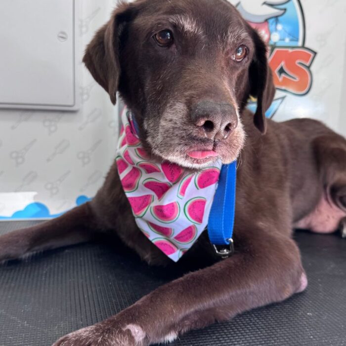 mobile grooming labrador fremont