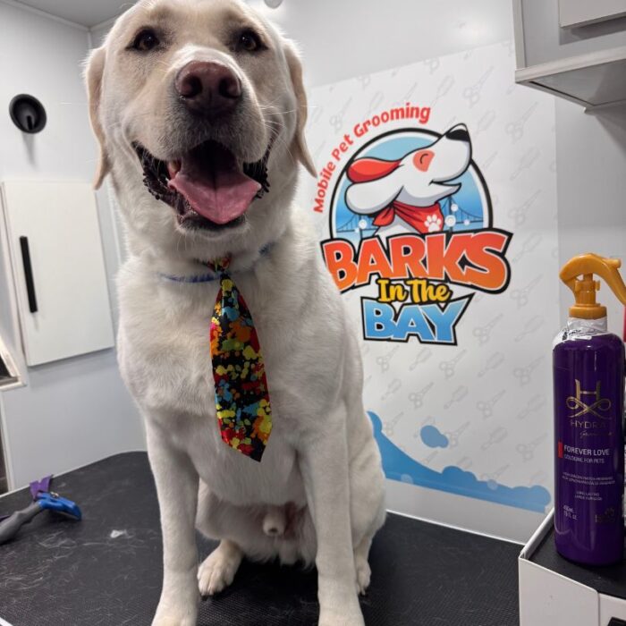 mobile grooming labrador hayward