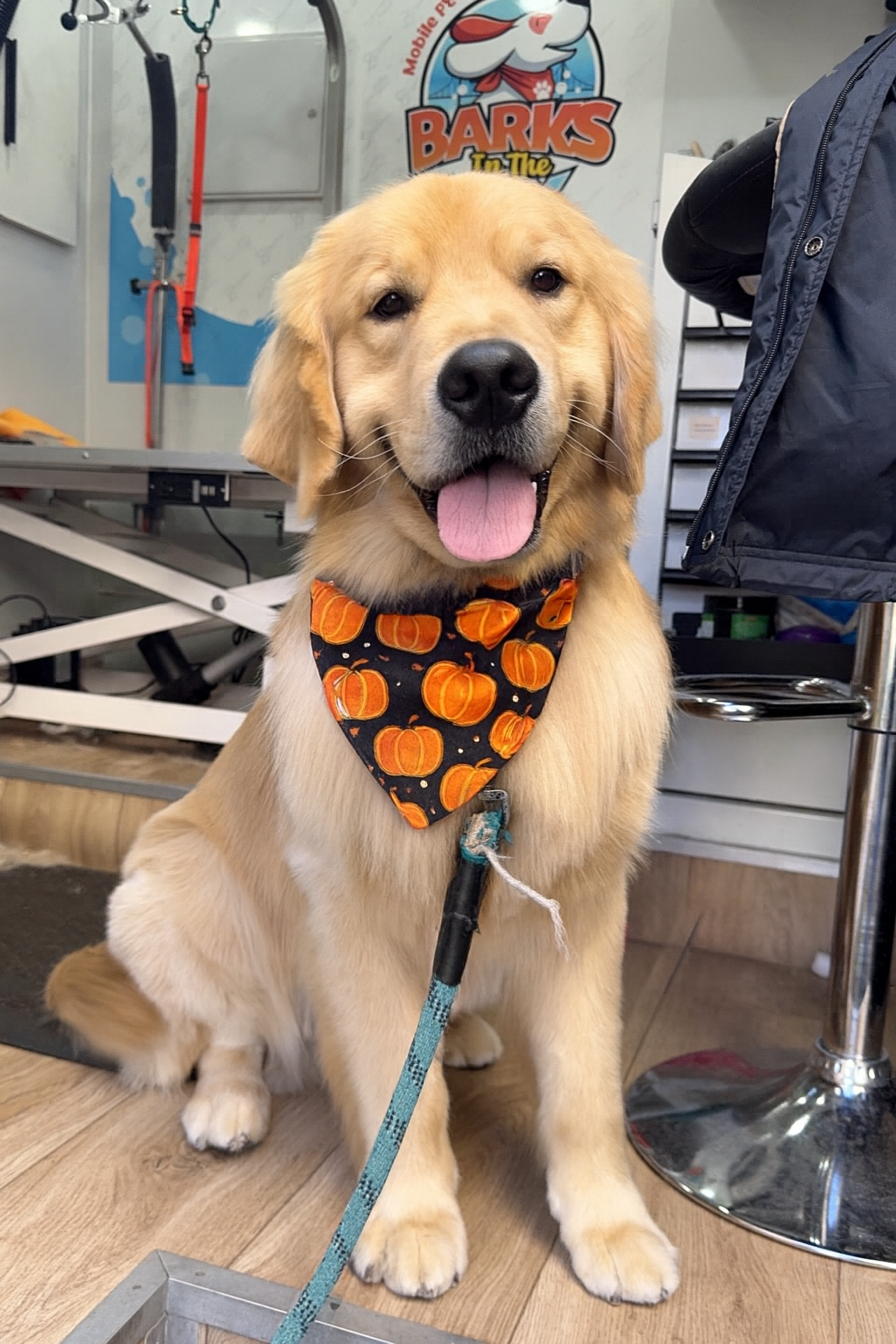 Dog groom Bay Area