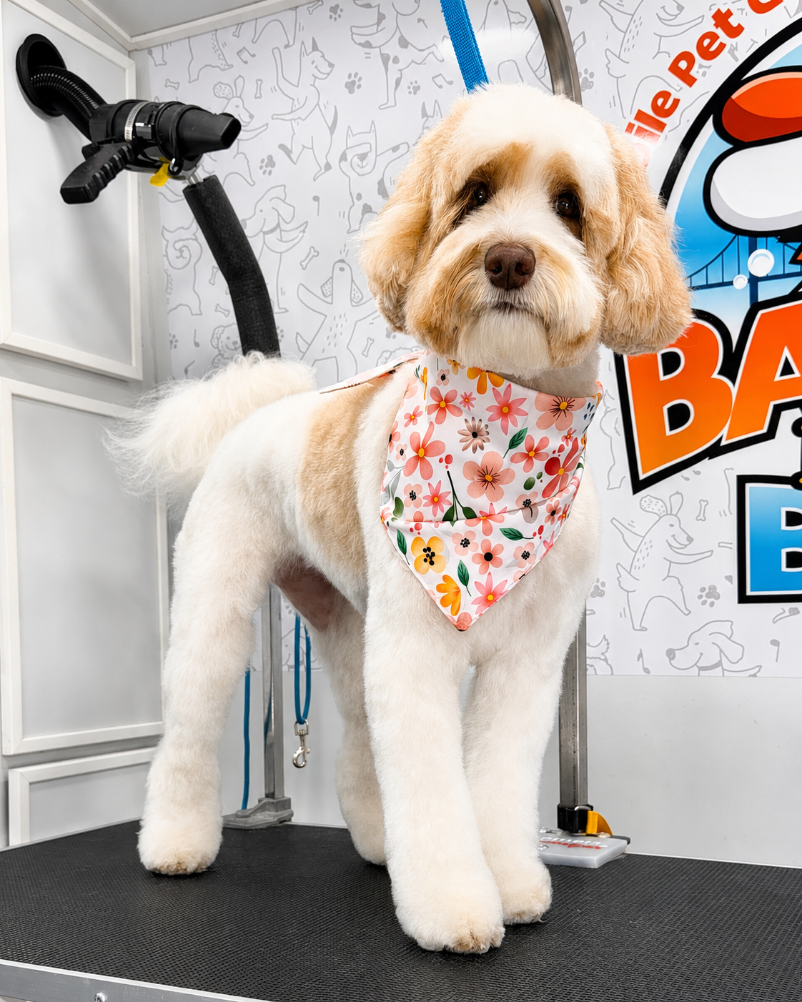 Barks in the Bay mobile grooming van