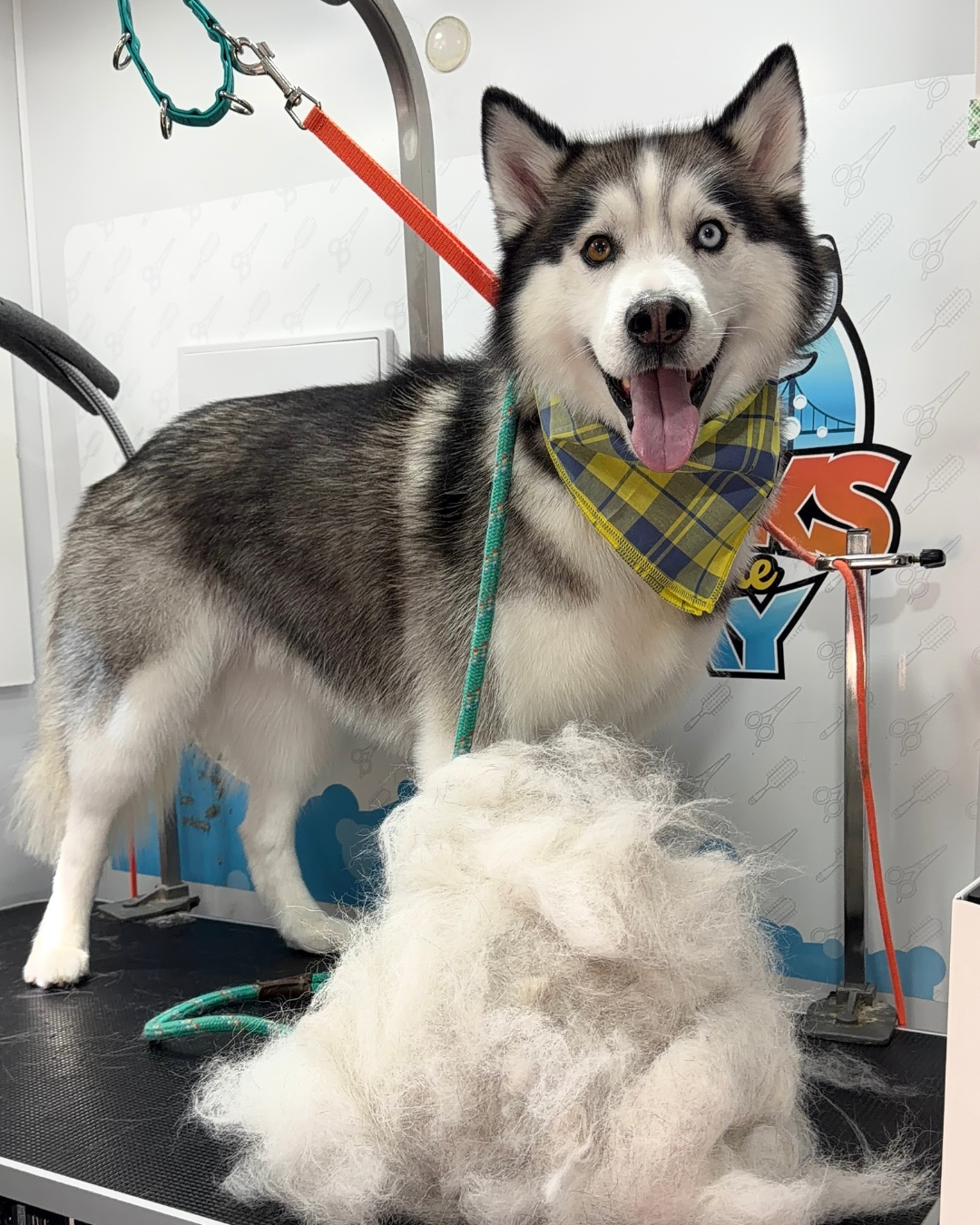 mobile grooming deshedding