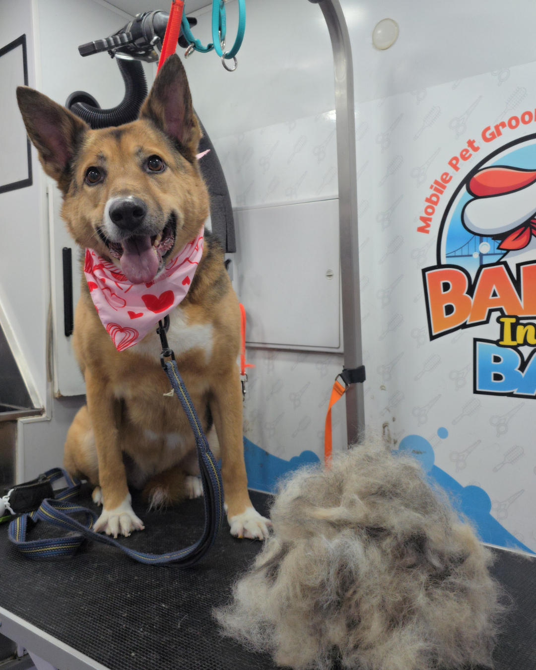mobile grooming deshedding