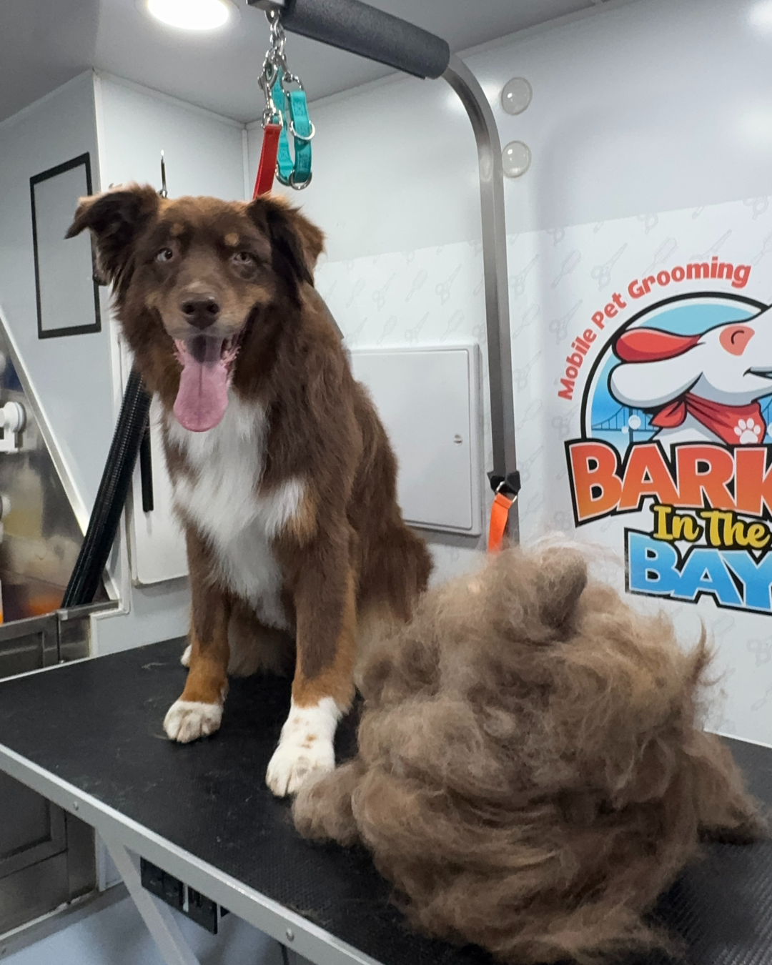 mobile grooming deshedding
