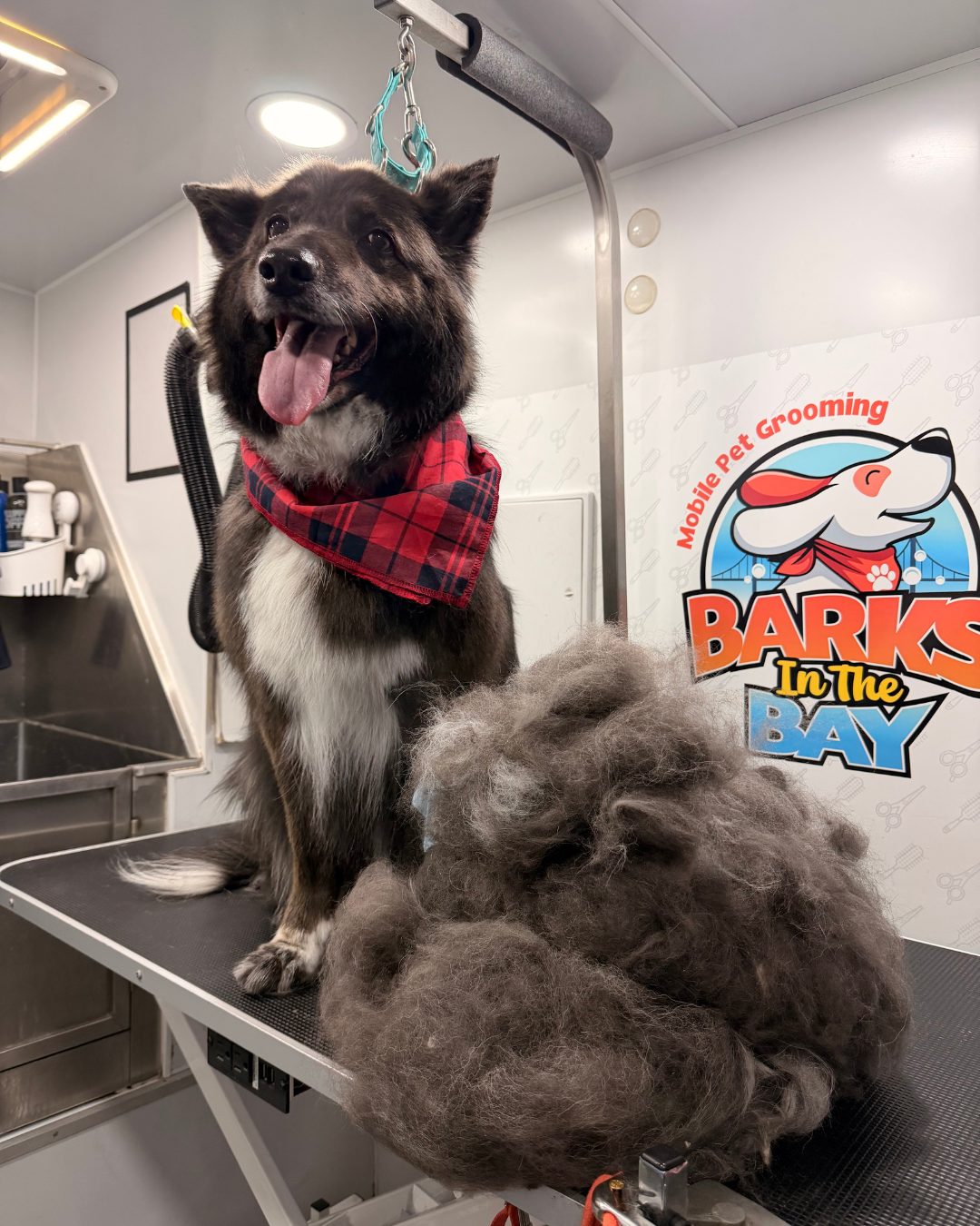 mobile grooming deshedding