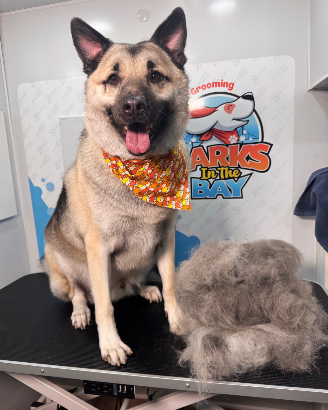 mobile grooming deshedding