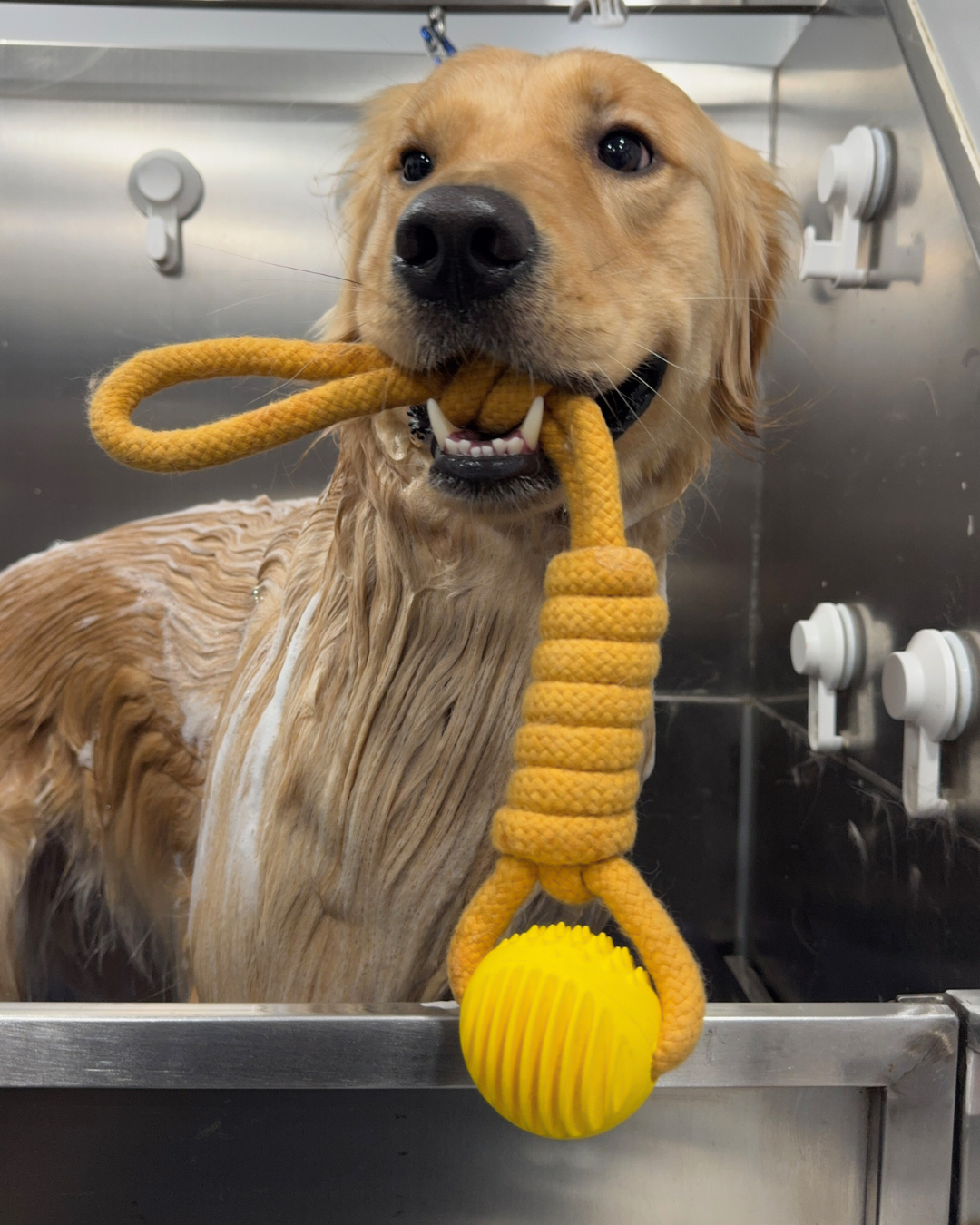 mobile dog bath bay area california