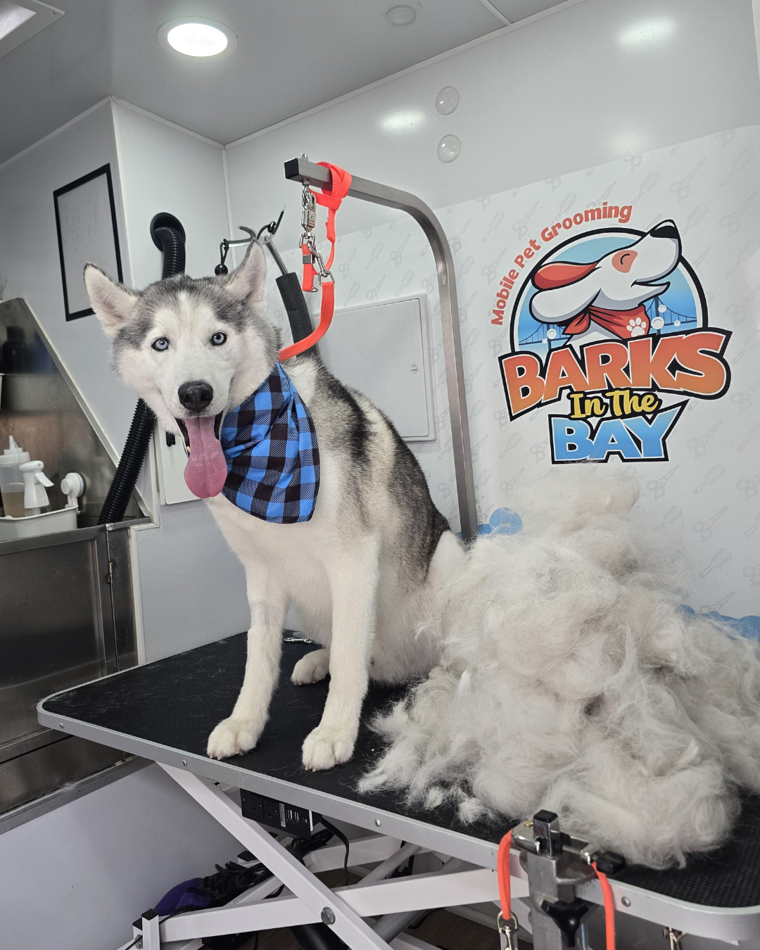 mobile grooming deshedding