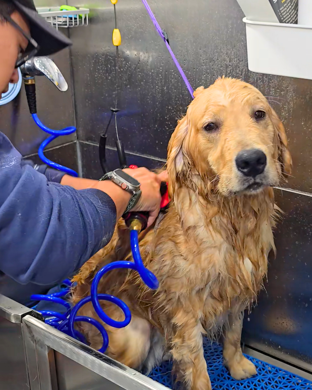 mobile dog bath bay area california