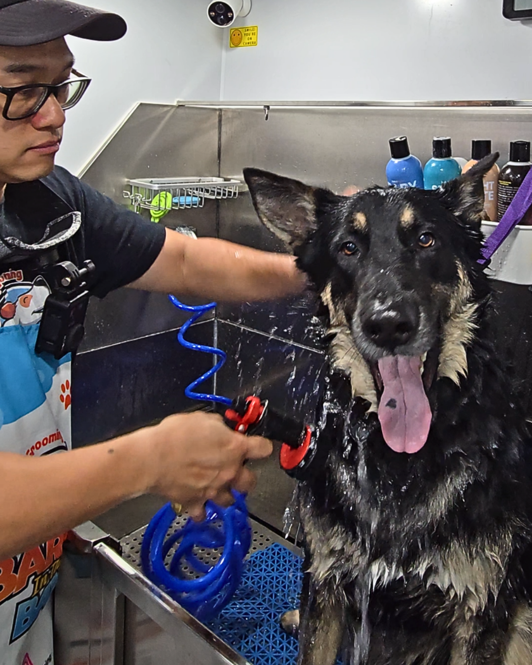 mobile dog bath bay area california