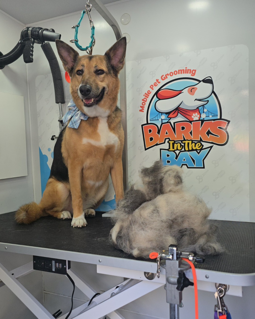 mobile grooming deshedding