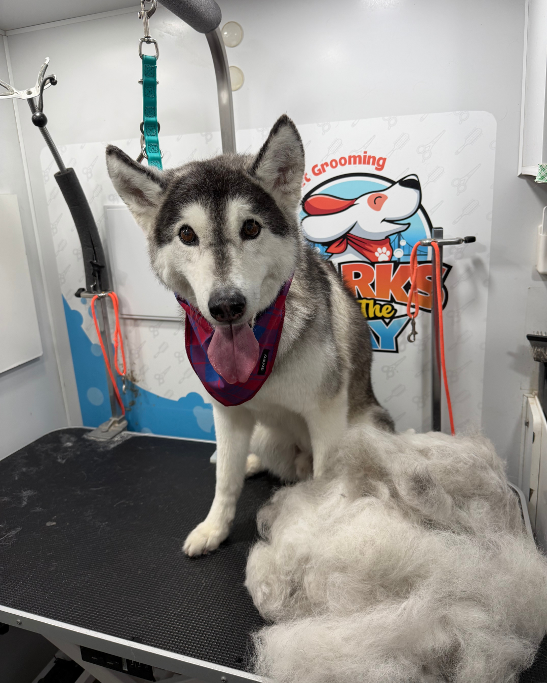 mobile grooming deshedding