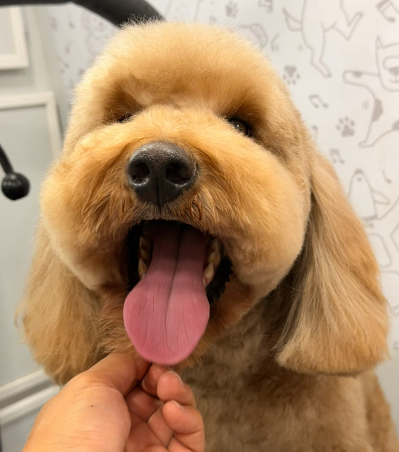 Dog haircut and groom