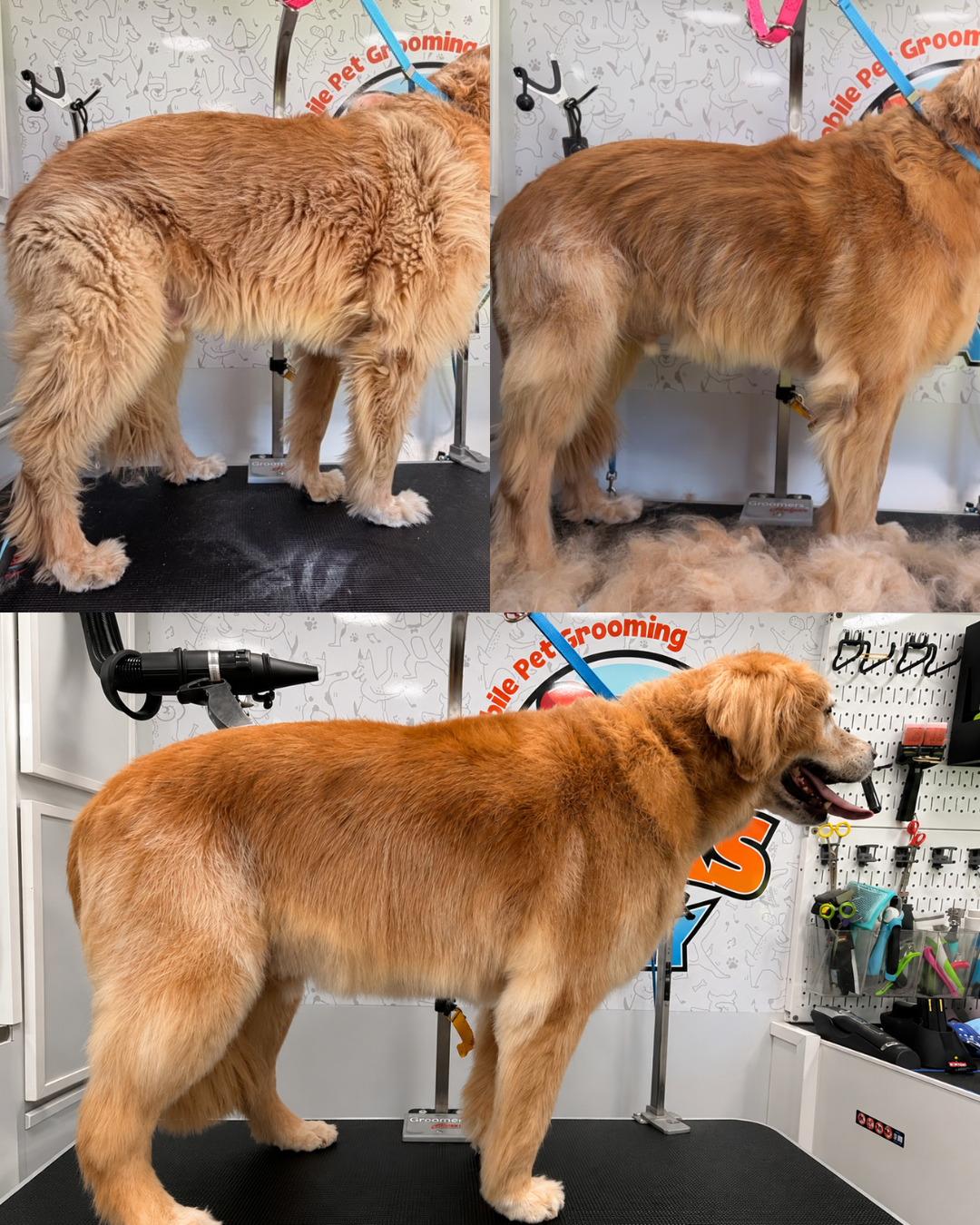 mobile grooming deshedding