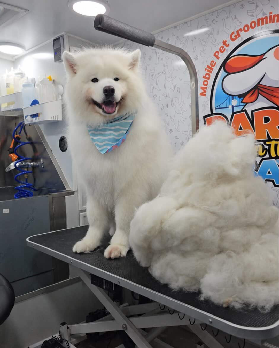 mobile grooming deshedding