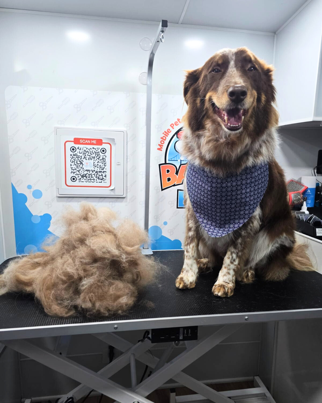 mobile grooming deshedding